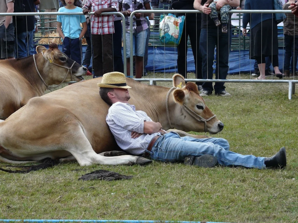 A cowboy napping next to his cow after performing at a show.